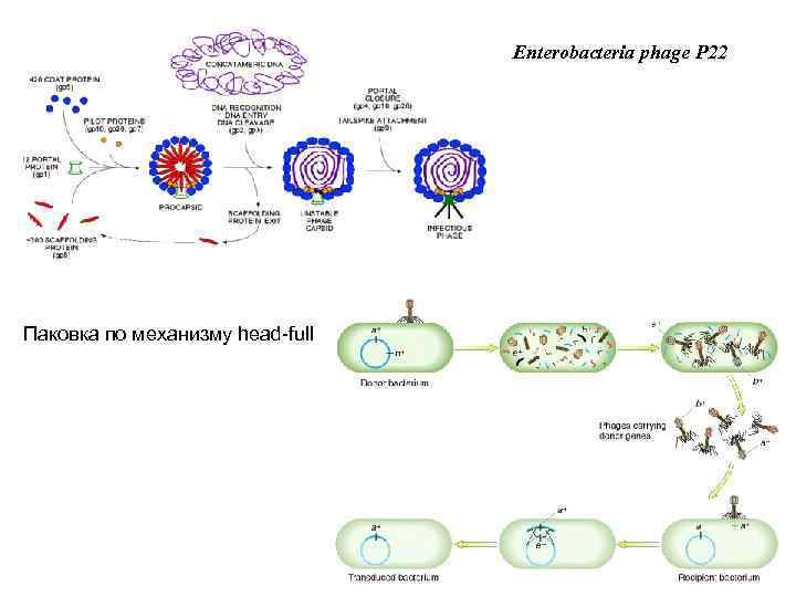 Enterobacteria phage P 22 Паковка по механизму head-full 