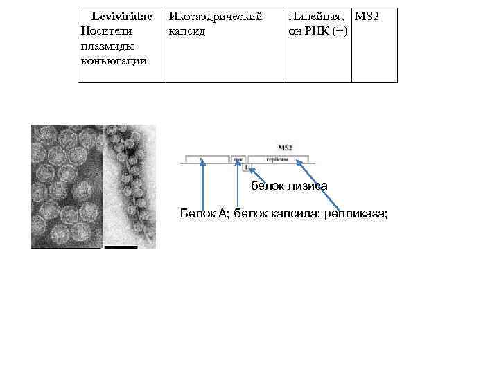 Leviviridae Носители плазмиды конъюгации Икосаэдрический капсид Линейная, MS 2 он РНК (+) белок лизиса