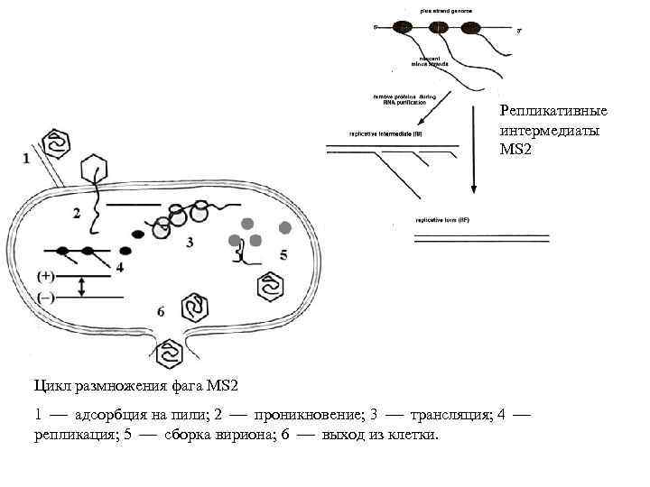 Репликативные интермедиаты MS 2 Цикл размножения фага MS 2 1 адсорбция на пили; 2