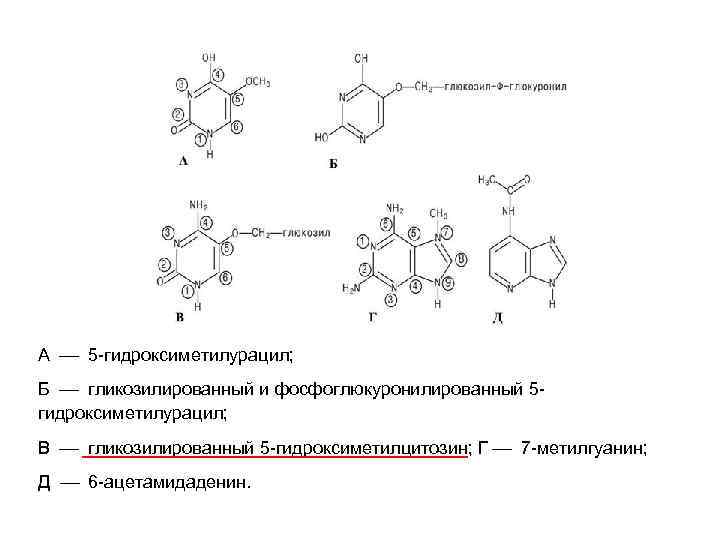 А 5 -гидроксиметилурацил; Б гликозилированный и фосфоглюкуронилированный 5 гидроксиметилурацил; В гликозилированный 5 -гидроксиметилцитозин; Г