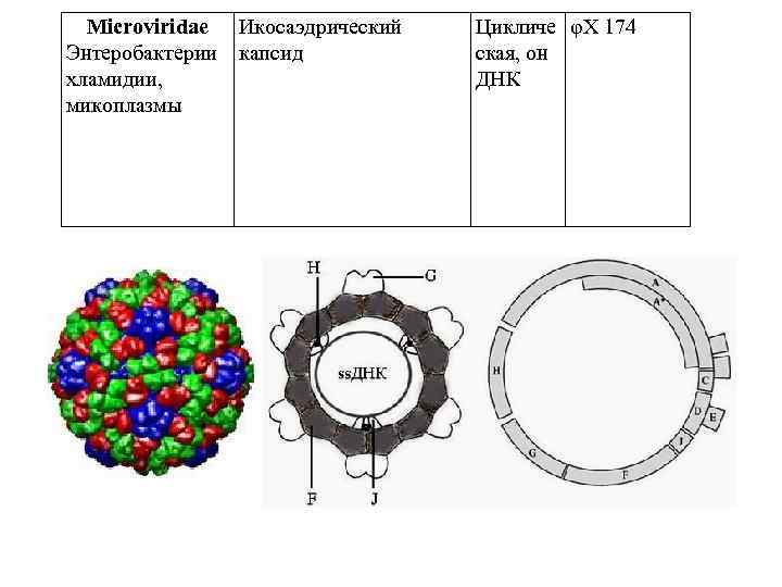 Microviridae Икосаэдрический Энтеробактерии капсид хламидии, микоплазмы Цикличе φX 174 ская, он ДНК 