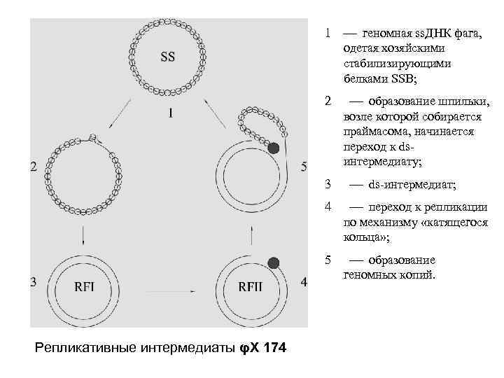 1 геномная ss. ДНК фага, одетая хозяйскими стабилизирующими белками SSB; 2 3 образование шпильки,