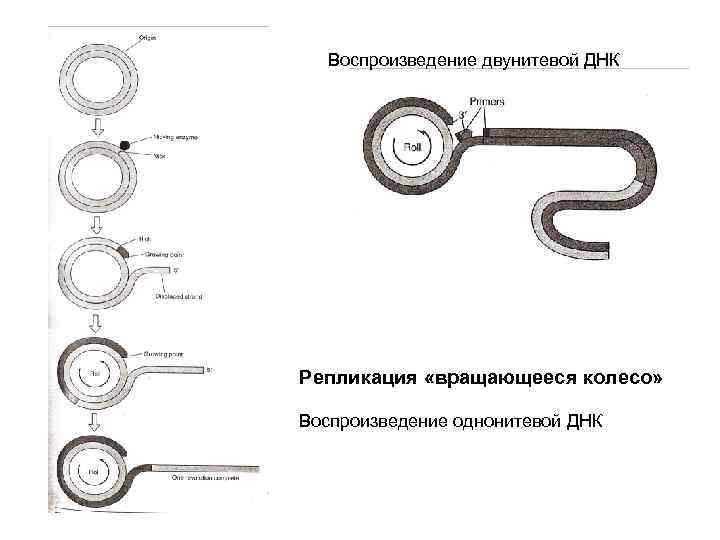 Воспроизведение двунитевой ДНК Репликация «вращающееся колесо» Воспроизведение однонитевой ДНК 