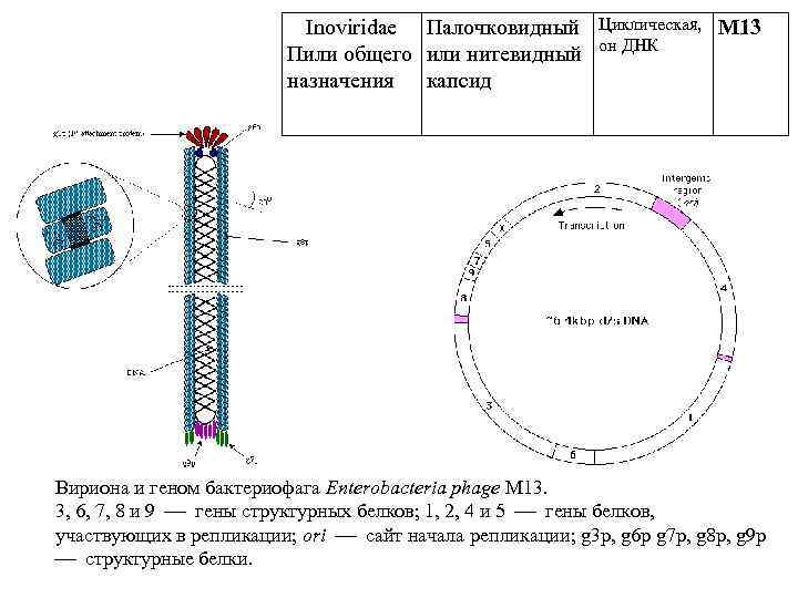 Inoviridae Палочковидный Пили общего или нитевидный назначения капсид Циклическая, он ДНК М 13 Вириона