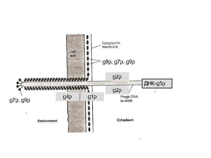 g 8 p, g 7 p, g 9 p g 2 p ДНК-g 5