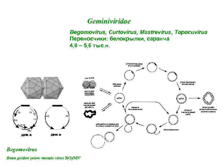 Geminiviridae Begomovirus, Curtovirus, Mastrevirus, Topocuvirus Переносчики: белокрылки, саранча 4, 8 – 5, 6 тыс.