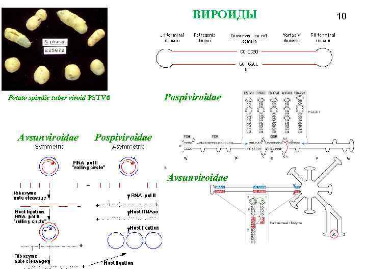 ВИРОИДЫ Potato spindle tuber viroid PSTVd Avsunviroidae Pospiviroidae Avsunviroidae 10 