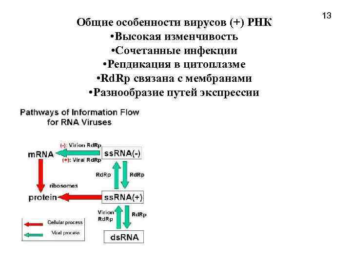 Общие особенности вирусов (+) РНК • Высокая изменчивость • Сочетанные инфекции • Репдикация в