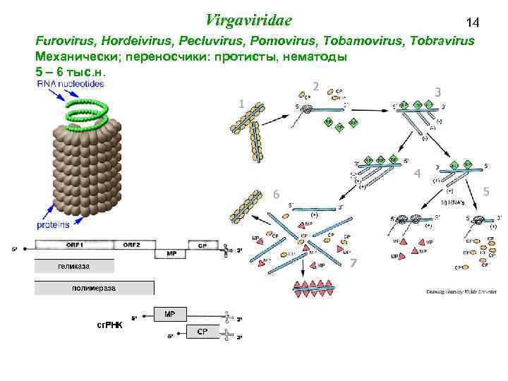 Virgaviridae 14 Furovirus, Hordeivirus, Pecluvirus, Pomovirus, Tobamovirus, Tobravirus Механически; переносчики: протисты, нематоды 5 –