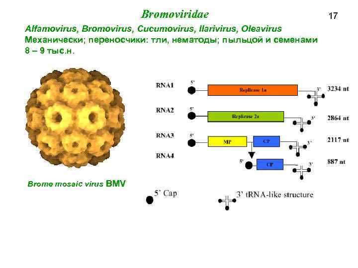 Bromoviridae Alfamovirus, Bromovirus, Cucumovirus, Ilarivirus, Oleavirus Механически; переносчики: тли, нематоды; пыльцой и семенами 8