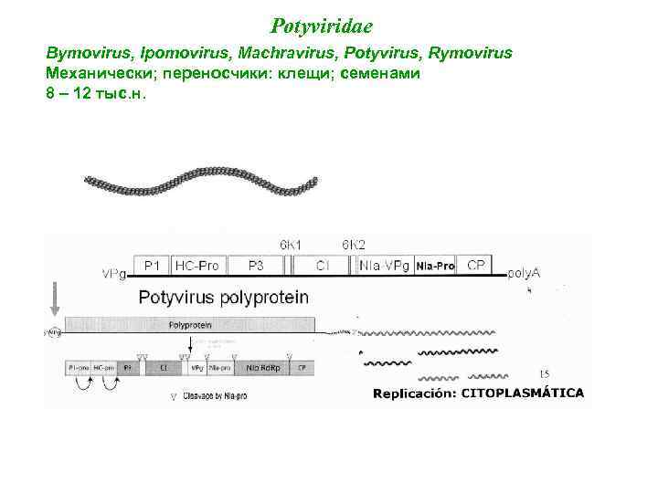Potyviridae Bymovirus, Ipomovirus, Machravirus, Potyvirus, Rymovirus Механически; переносчики: клещи; семенами 8 – 12 тыс.