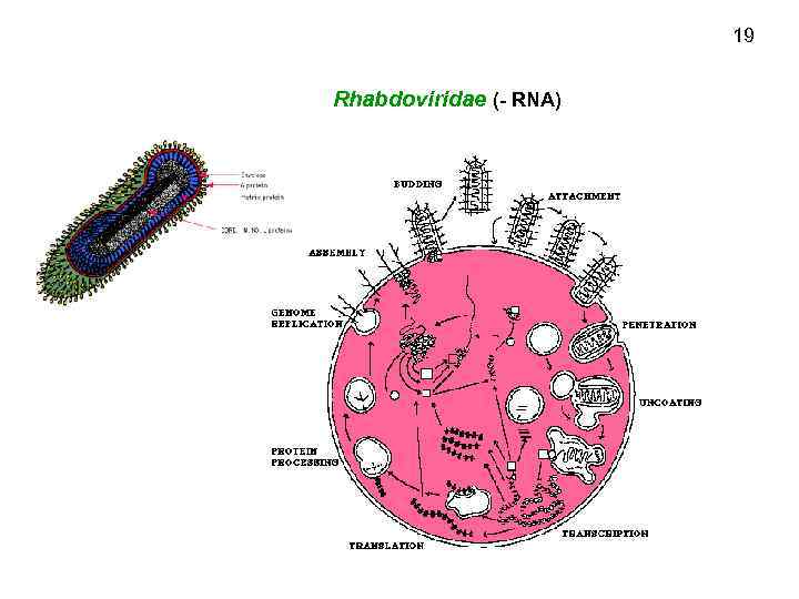 19 Rhabdoviridae (- RNA) 