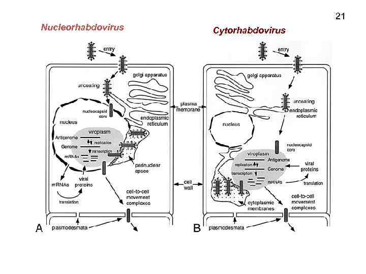 21 Nucleorhabdovirus Cytorhabdovirus 