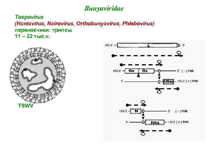 Bunyaviridae Tospovirus (Hantavirus, Nairovirus, Orthobunyavirus, Phlebovirus) переносчики: трипсы 11 – 22 тыс. н. TSWV
