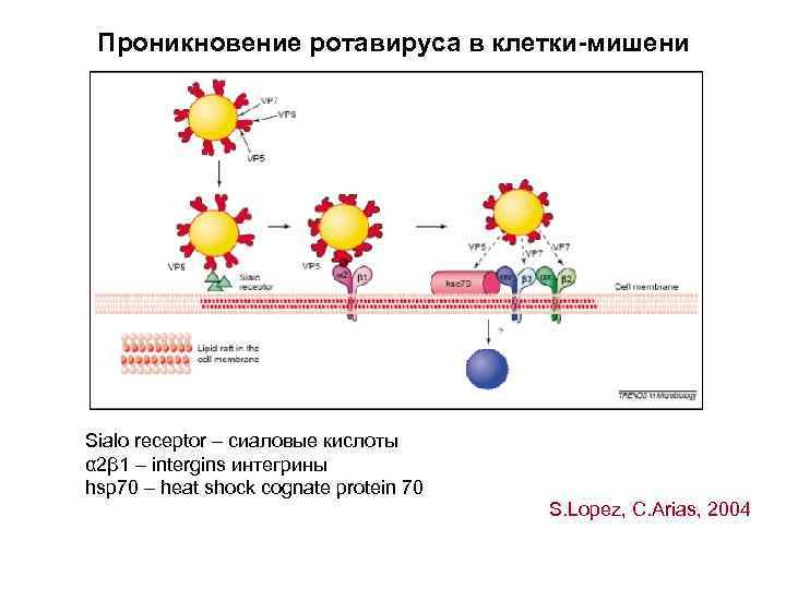 Проникновение ротавируса в клетки-мишени Sialo receptor – сиаловые кислоты α 2β 1 – intergins