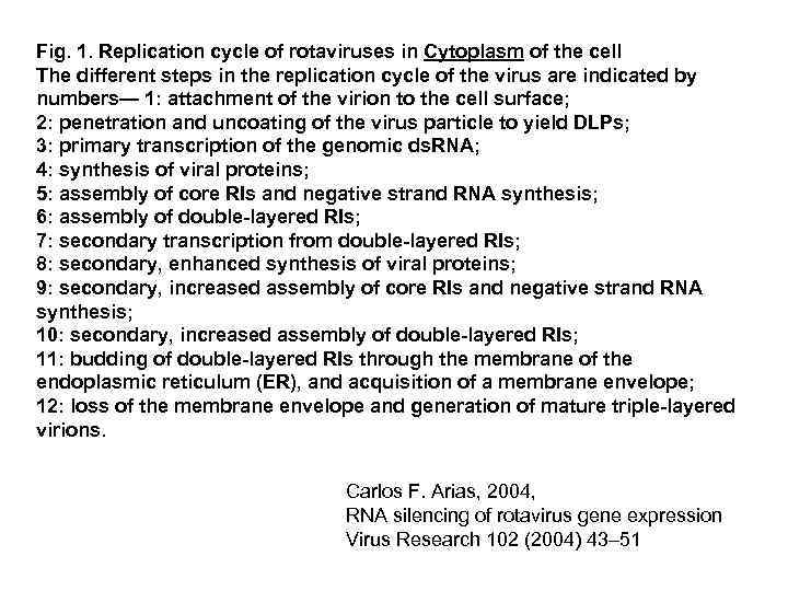 Fig. 1. Replication cycle of rotaviruses in Cytoplasm of the cell The different steps
