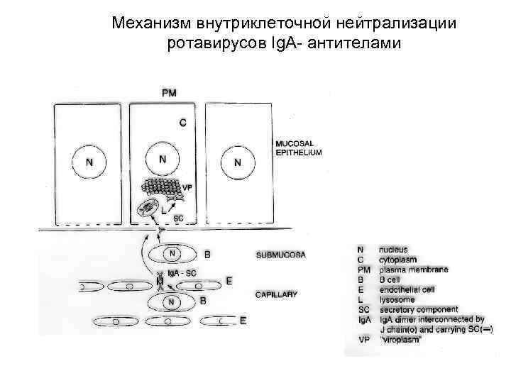 Механизм внутриклеточной нейтрализации ротавирусов Ig. A- антителами 