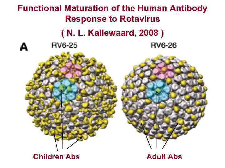 Functional Maturation of the Human Antibody Response to Rotavirus ( N. L. Kallewaard, 2008