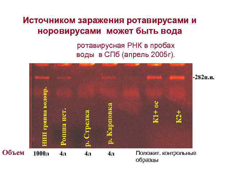 Источником заражения ротавирусами и норовирусами может быть вода ротавирусная РНК в пробах воды в