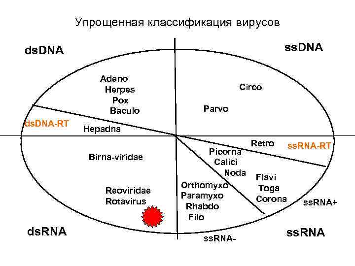 Упрощенная классификация вирусов ss. DNA ds. DNA Adeno Herpes Pox Baculo ds. DNA-RT Parvo