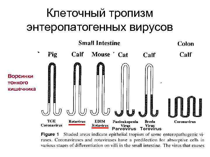 Клеточный тропизм энтеропатогенных вирусов Ворсинки тонкого кишечника Parvovirus Torovirus 