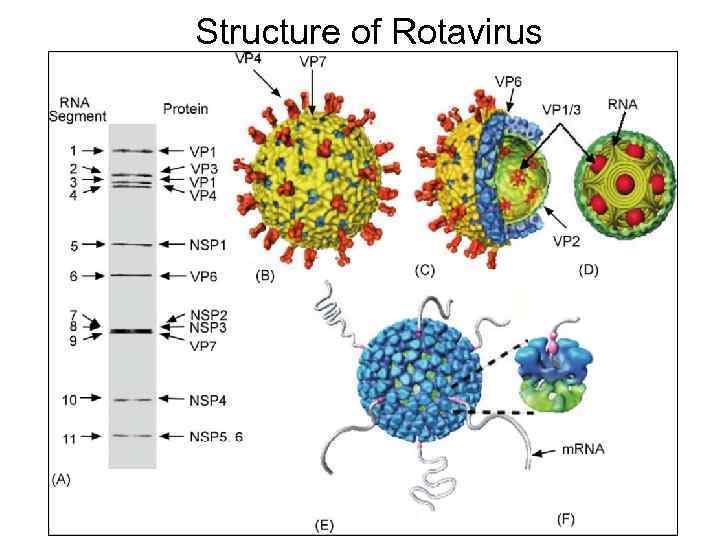 Structure of Rotavirus 