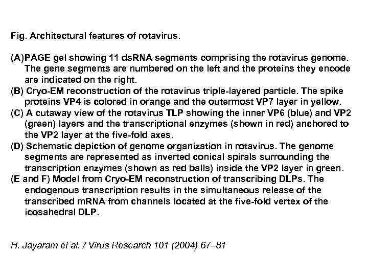 Fig. Architectural features of rotavirus. (A) PAGE gel showing 11 ds. RNA segments comprising