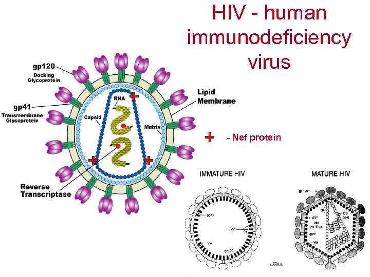 HIV - human immunodeficiency virus - Nef protein 