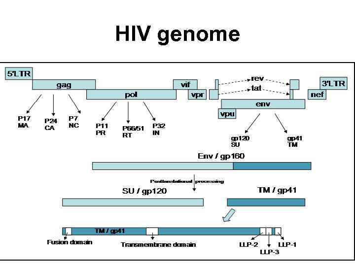 HIV genome 