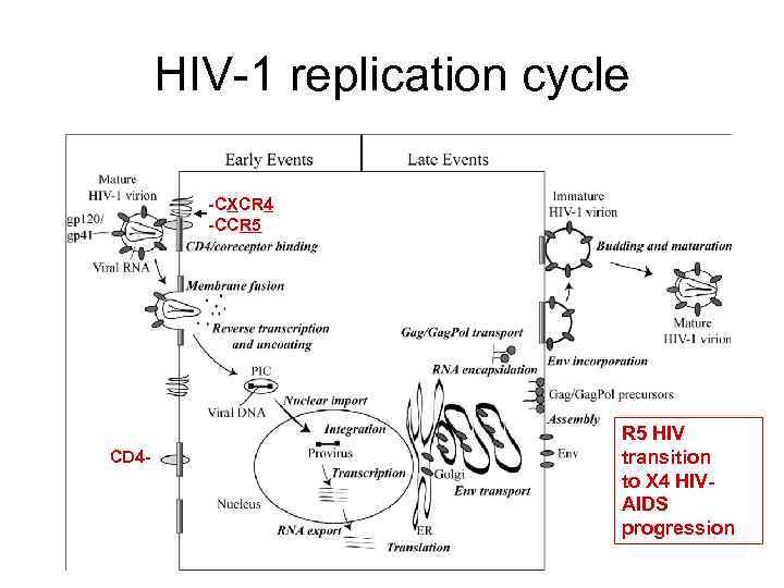 HIV-1 replication cycle -CXCR 4 -CCR 5 CD 4 - R 5 HIV transition