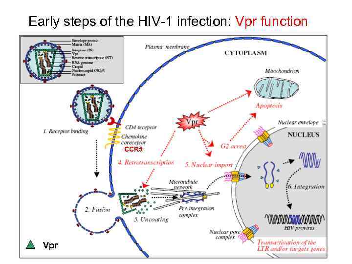 Early steps of the HIV-1 infection: Vpr function CCR 5 Vpr 