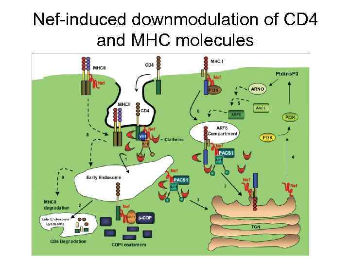 Nef-induced downmodulation of CD 4 and MHC molecules 