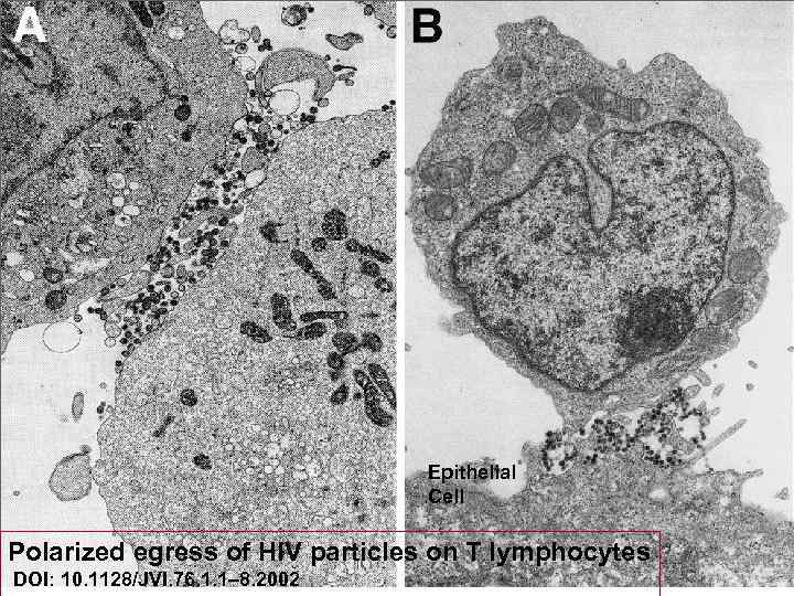 Epithelial Cell Polarized egress of HIV particles on T lymphocytes DOI: 10. 1128/JVI. 76.