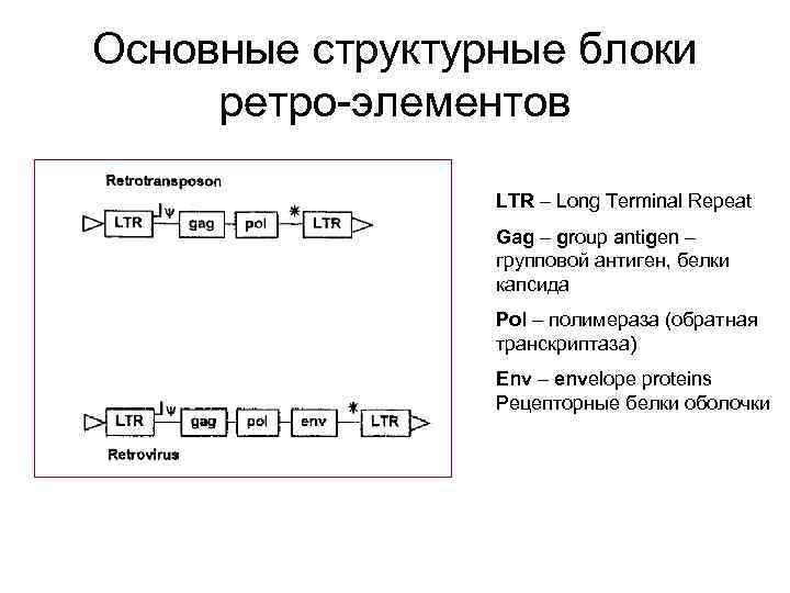 Основные структурные блоки ретро-элементов LTR – Long Terminal Repeat Gag – group antigen –