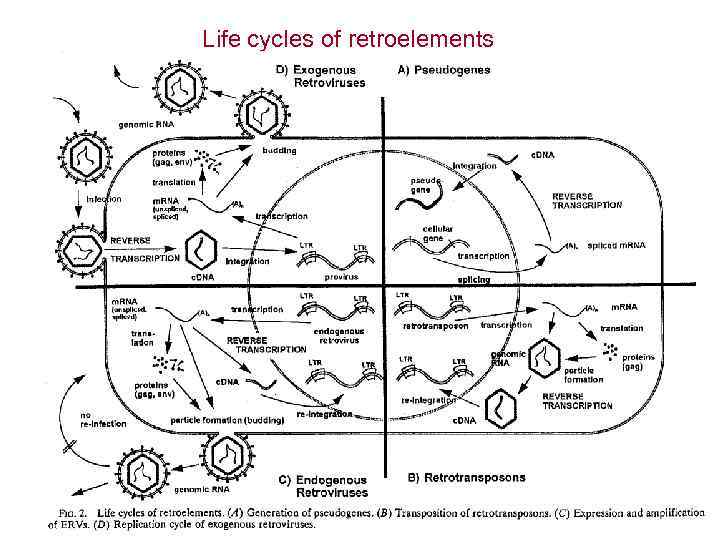 Life cycles of retroelements 