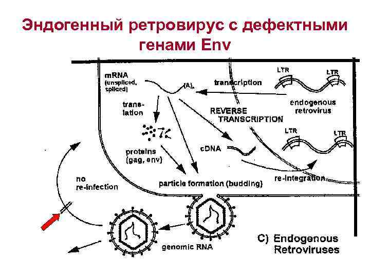 Эндогенный ретровирус с дефектными генами Env 