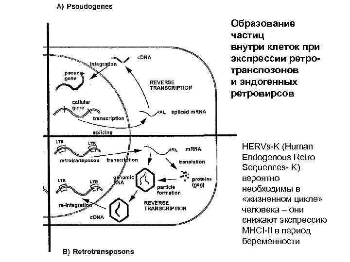 Образование частиц внутри клеток при экспрессии ретротранспозонов и эндогенных ретровирсов HERVs-K (Human Endogenous Retro