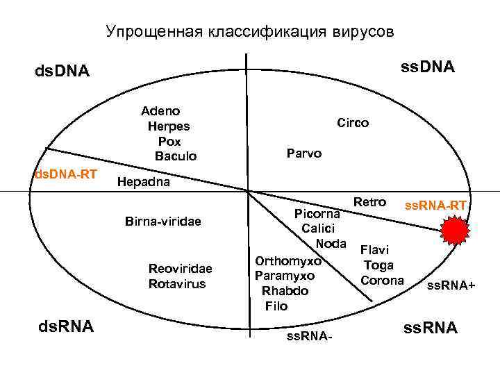 Упрощенная классификация вирусов ss. DNA ds. DNA Adeno Herpes Pox Baculo ds. DNA-RT Parvo