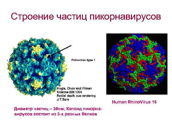 Строение частицы