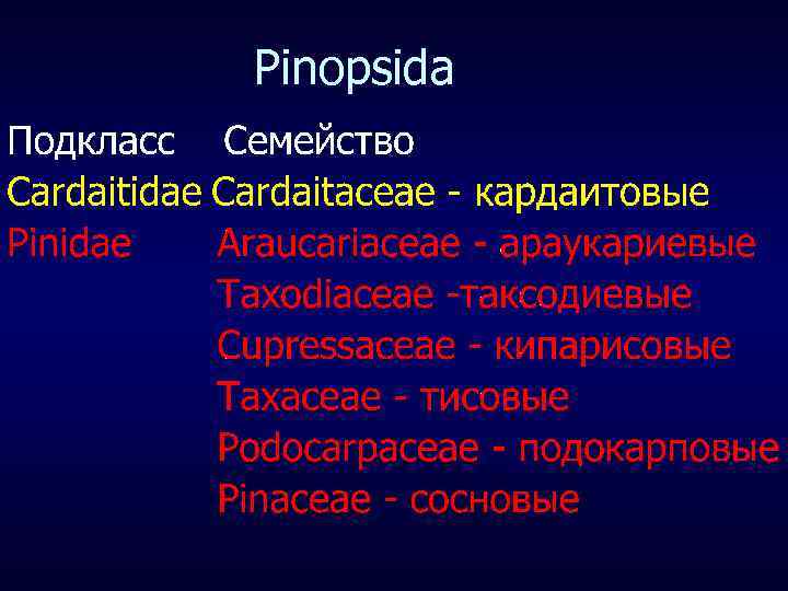 Pinopsida 