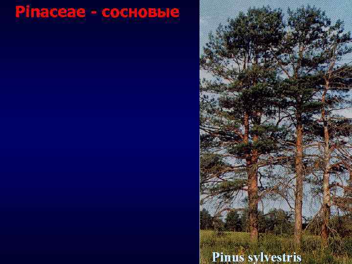 Pinaceae - сосновые Pinus sylvestris 