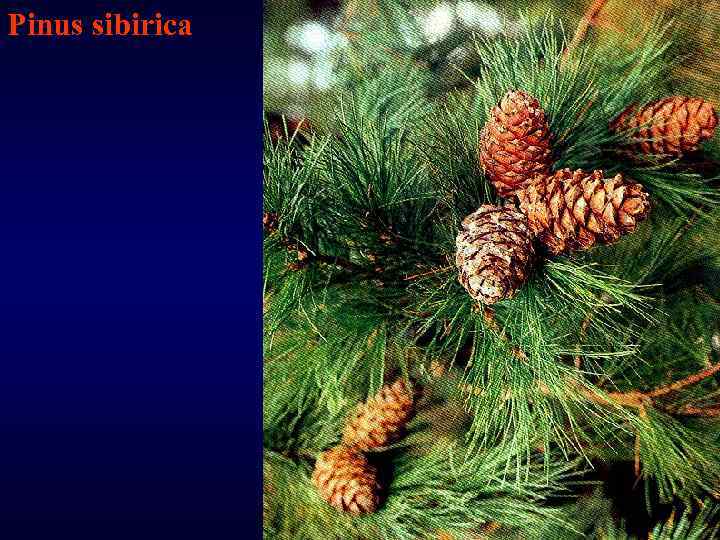 Pinus sibirica 