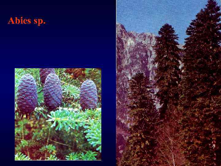 Abies sp. 