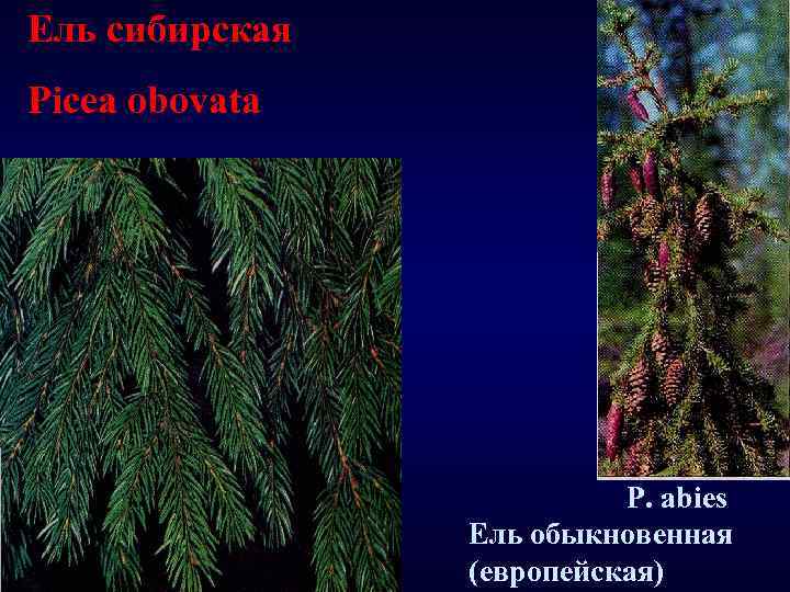 Ель сибирская Picea obovata P. abies Ель обыкновенная (европейская) 