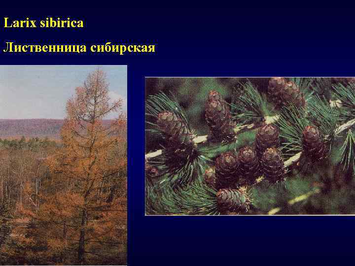 Larix sibirica Лиственница сибирская 