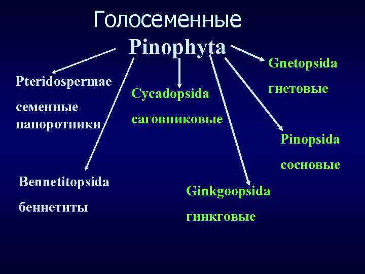 Голосеменные Pinophyta Pteridospermae семенные папоротники Cycadopsida Gnetopsida гнетовые саговниковые Pinopsida сосновые Bennetitopsida беннетиты Ginkgoopsida