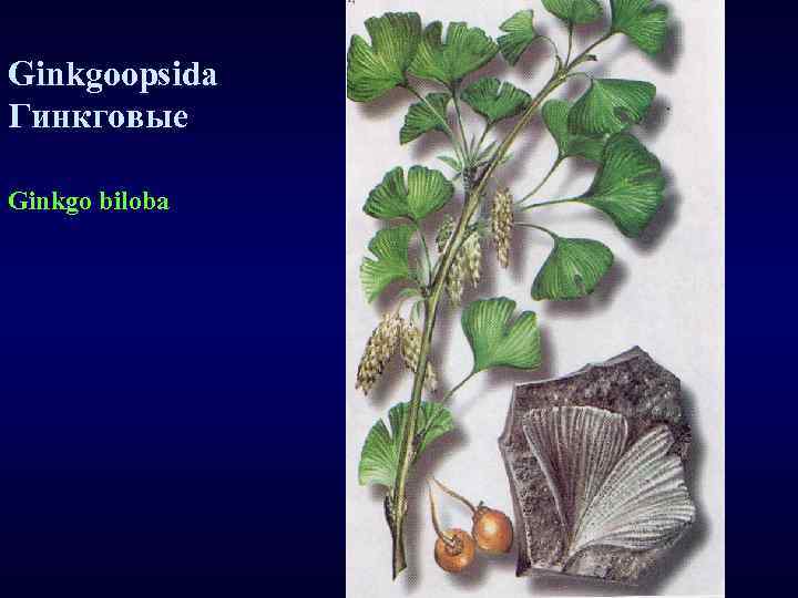 Ginkgoopsida Гинкговые Ginkgo biloba 