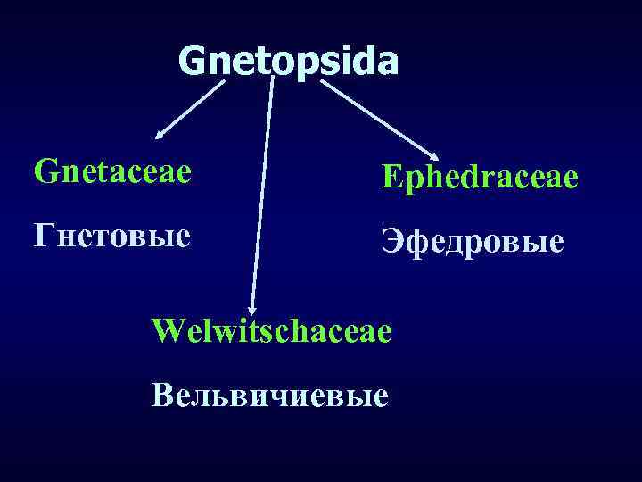 Gnetopsida Gnetaceae Ephedraceae Гнетовые Эфедровые Welwitschaceae Вельвичиевые 