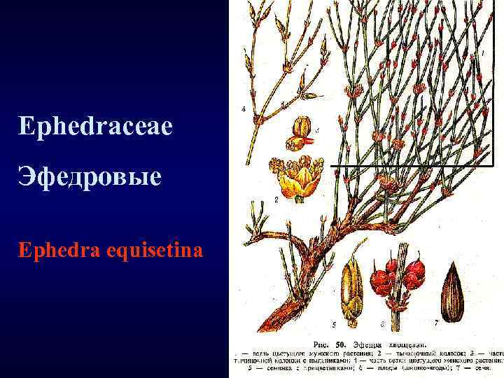 Ephedraceae Эфедровые Ephedra equisetina 