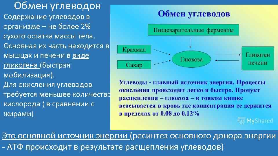 Конечный обмен углеводов